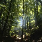 Sonne scheint durch die Bäume